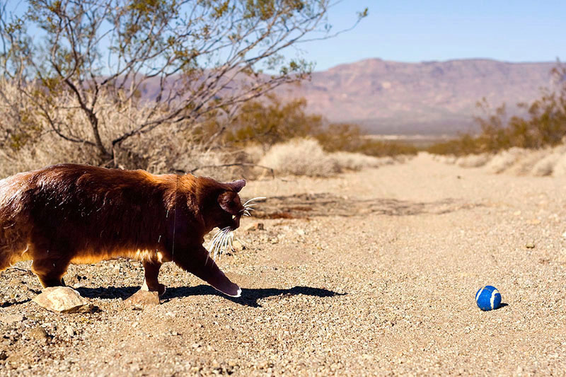 Black and white cat running across the desert