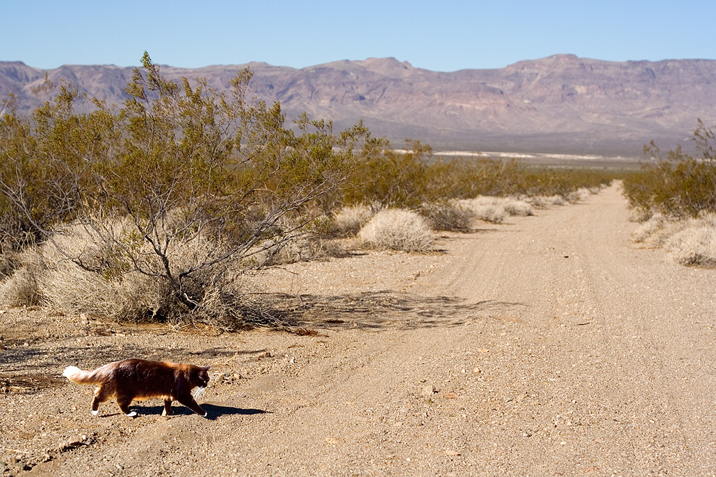 Black and white cat running across the desert