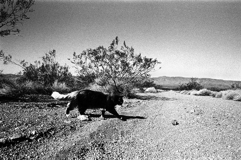 Black and white cat running across the desert