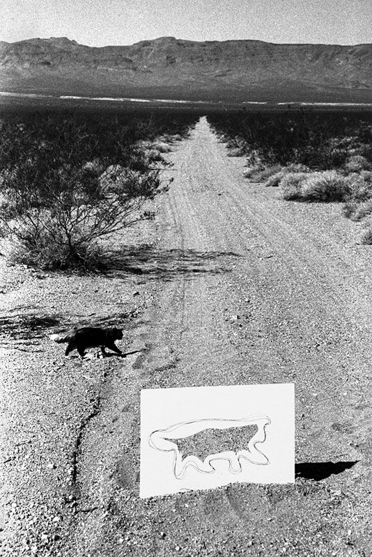 Black and white cat running across the desert